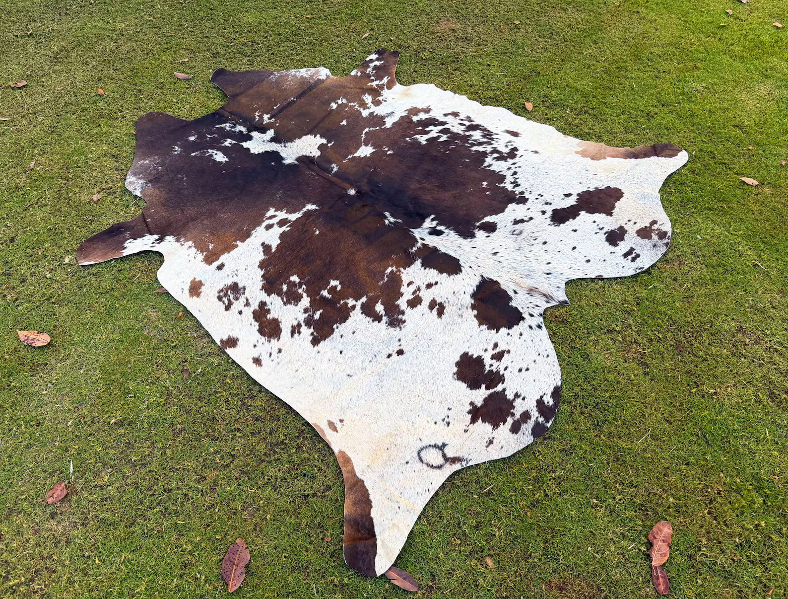 Natural Dark Brown and White Cowhide - Brindle Cow Skin - Hair on Cowhide - Real Cow Rug