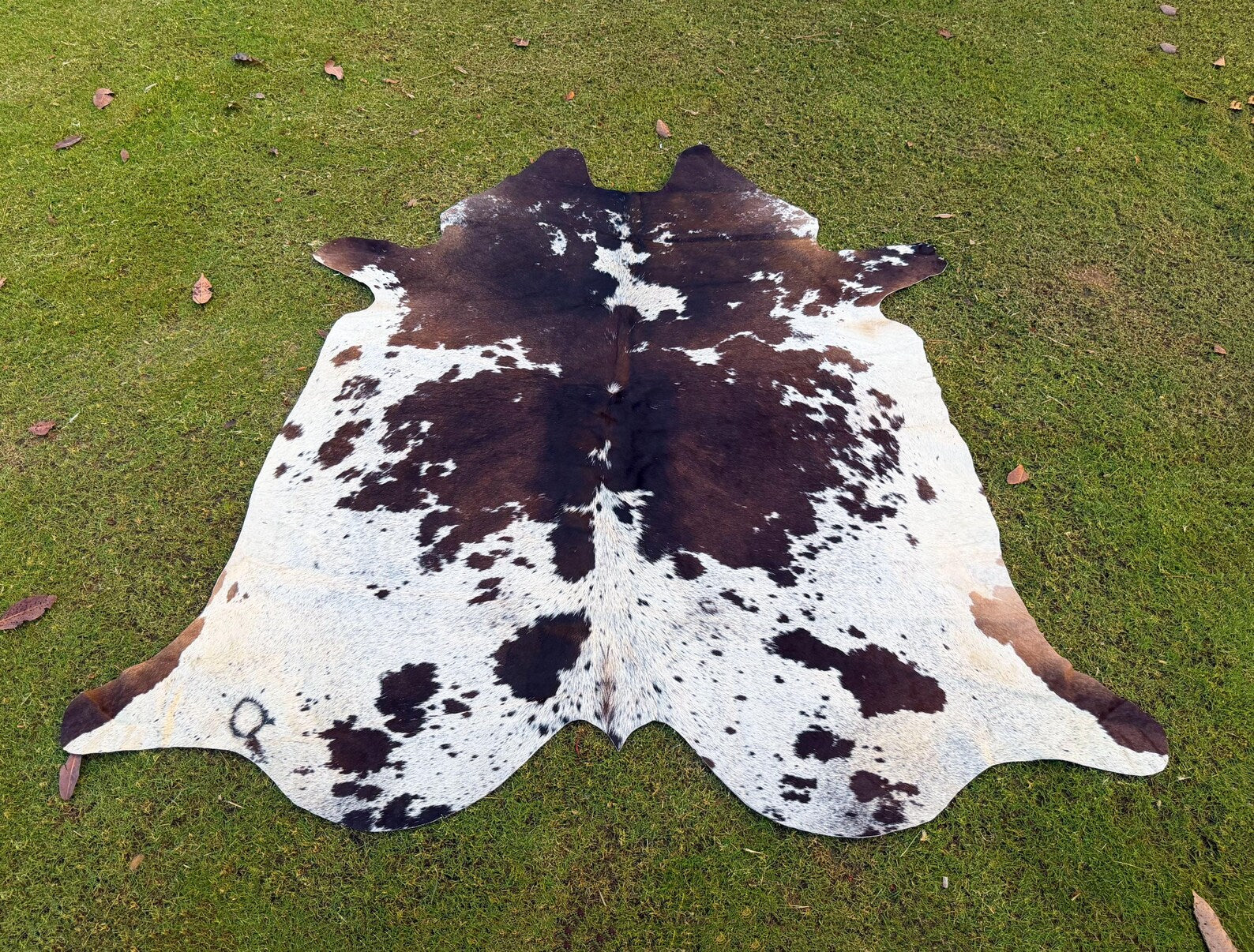 Natural Dark Brown and White Cowhide - Brindle Cow Skin - Hair on Cowhide - Real Cow Rug